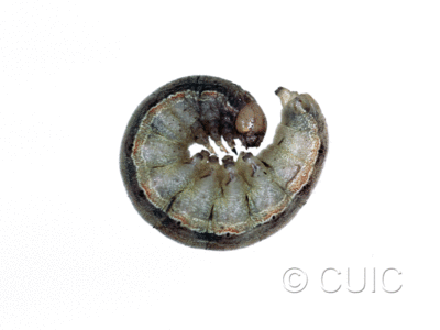 lateral view of larva Mythimna unipuncta on grasses in USA: NY