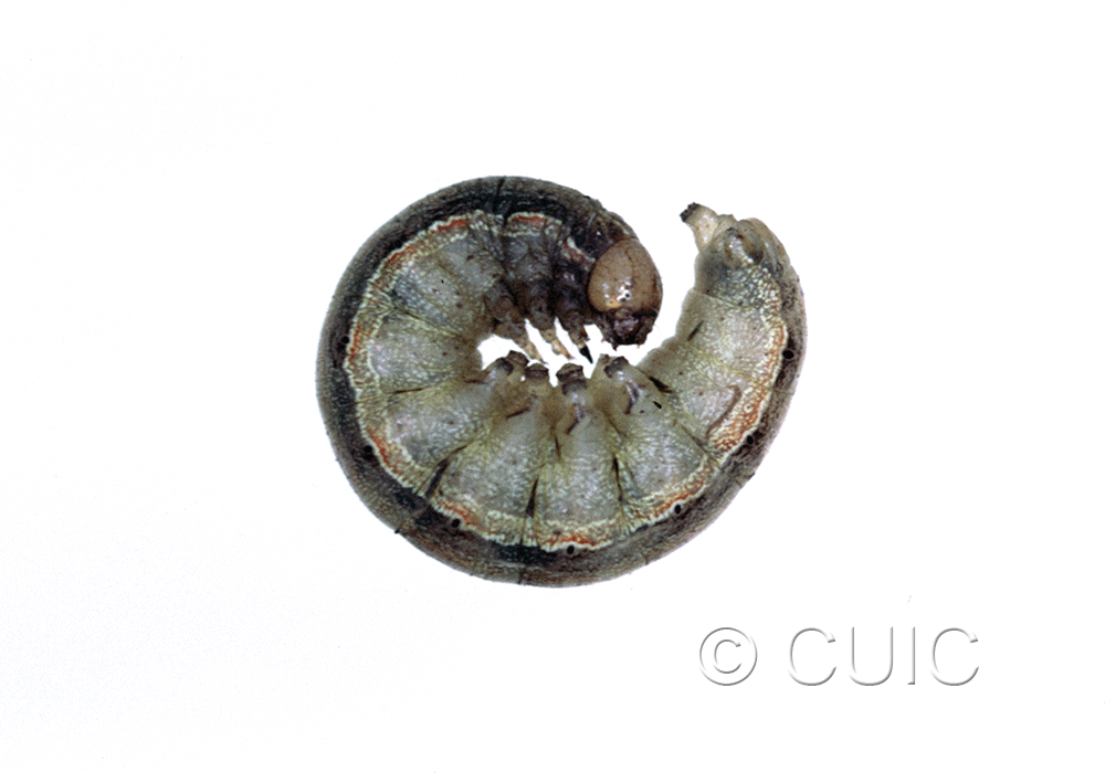 lateral view of larva Mythimna unipuncta on grasses in USA: NY