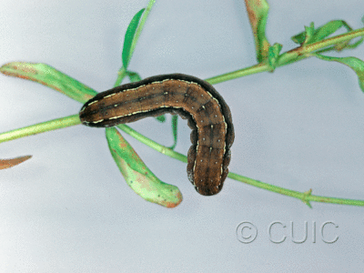dorsal view of larva Nedra ramosula on Hypericum in USA: NY