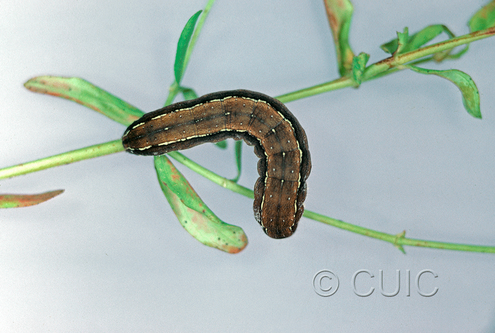 dorsal view of larva Nedra ramosula on Hypericum in USA: NY