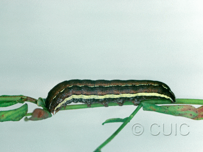 lateral view of larva Nedra ramosula on Hypericum in USA: NY