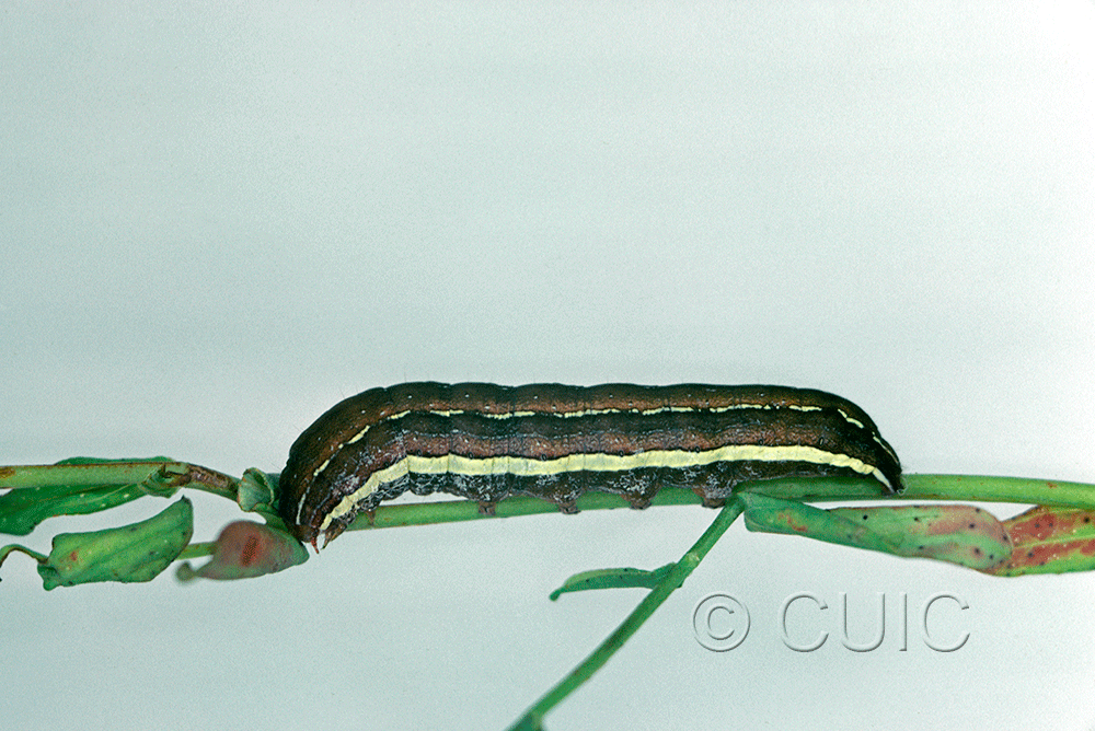 lateral view of larva Nedra ramosula on Hypericum in USA: NY