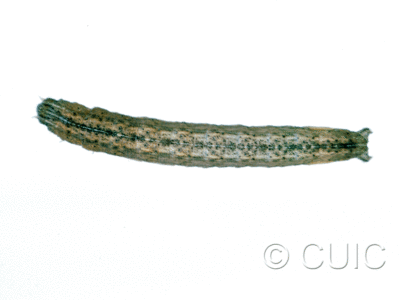dorsal view of larva Neleucania on grass heads in USA: MT