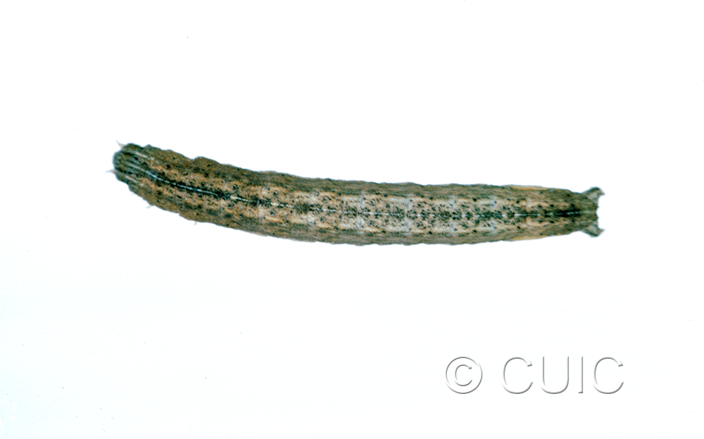 dorsal view of larva Neleucania on grass heads in USA: MT