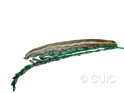 lateral view of larva Neleucania on grass heads in USA: MT