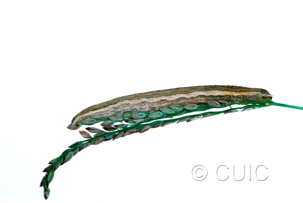 lateral view of larva Neleucania on grass heads in USA: MT