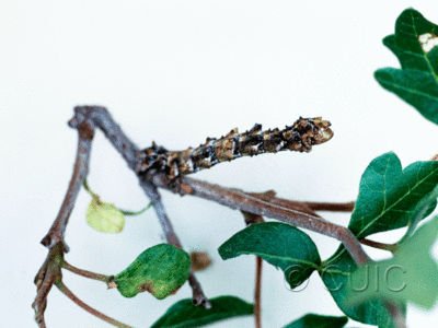lateral view of larva Nemoria