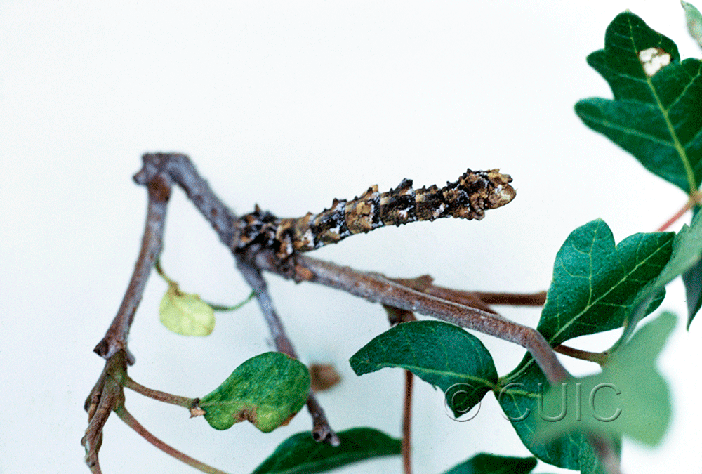 lateral view of larva Nemoria