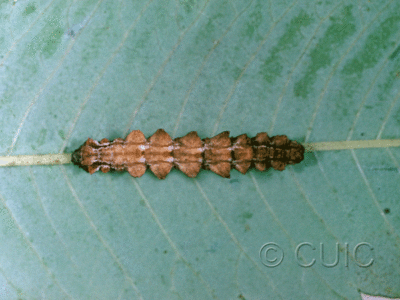 dorsal view of larva Nemoria