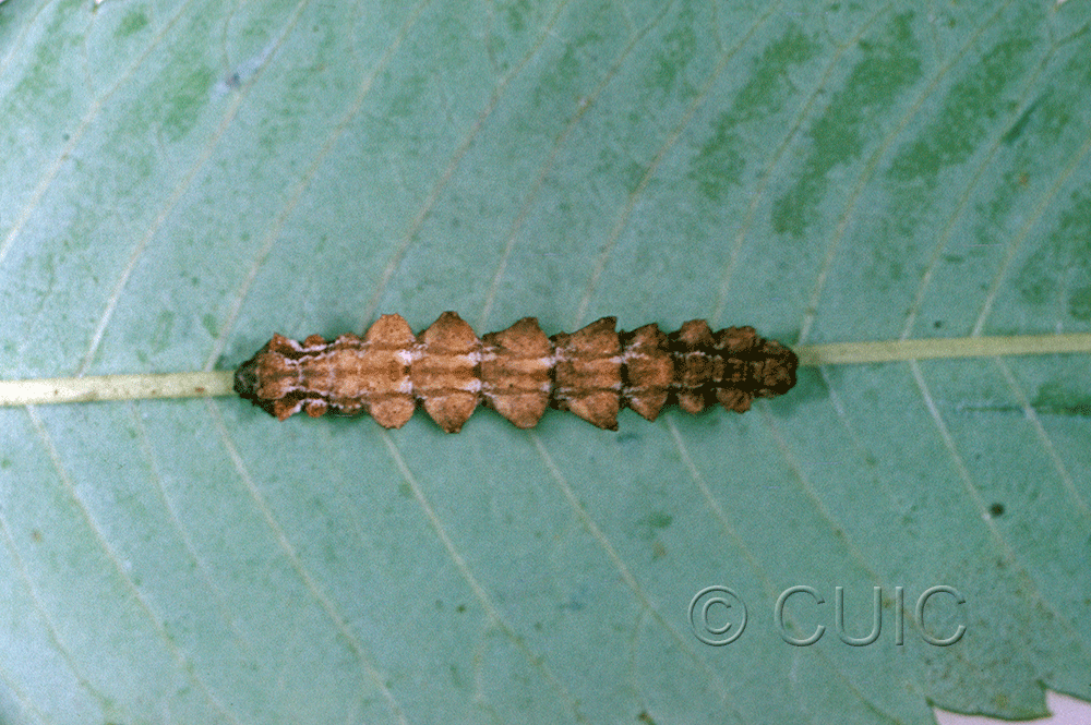 dorsal view of larva Nemoria