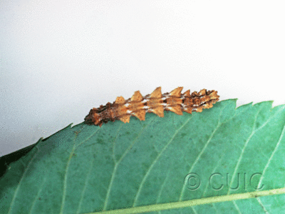 dorsal view of larva Nemoria