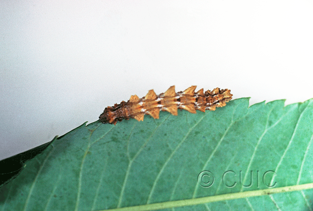 dorsal view of larva Nemoria