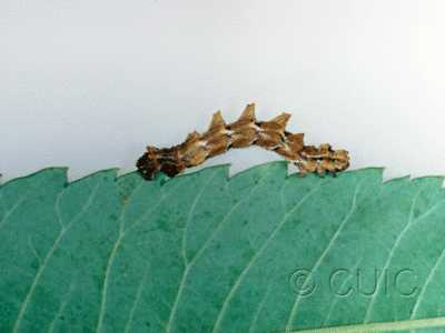 lateral view of larva Nemoria