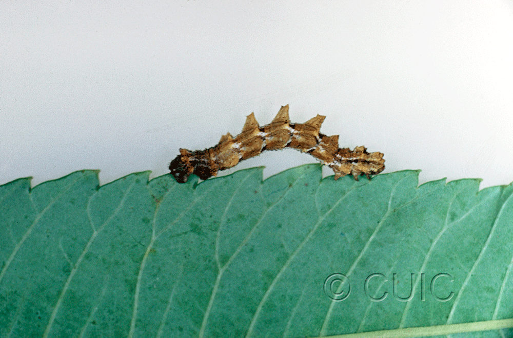 lateral view of larva Nemoria