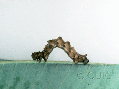 lateral view of larva Nemoria