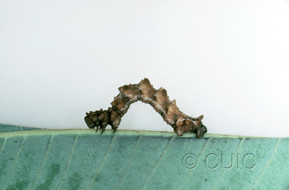 lateral view of larva Nemoria