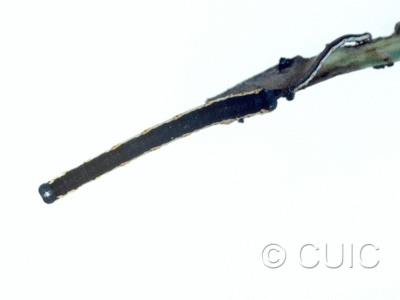 dorsal view of larva Neoterpes graefiaria in USA: AZ