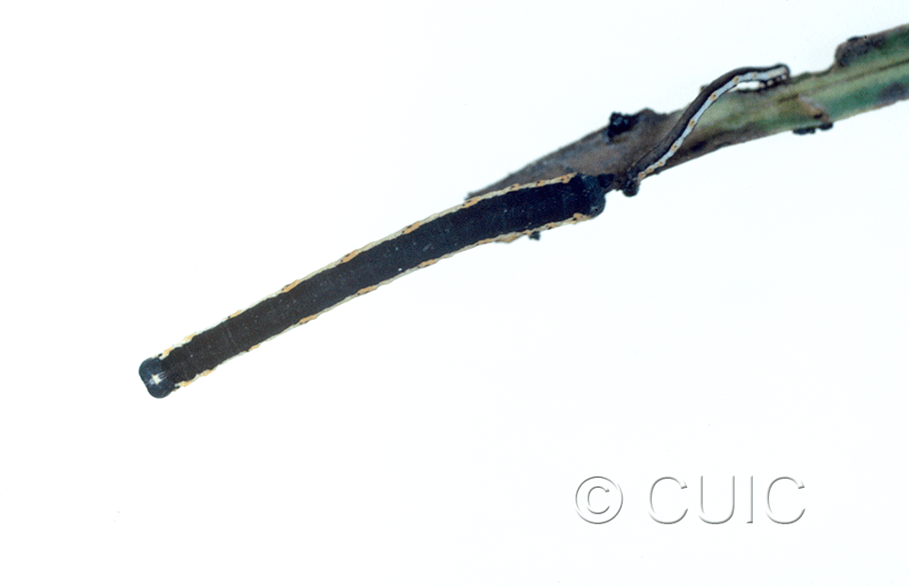 dorsal view of larva Neoterpes graefiaria in USA: AZ