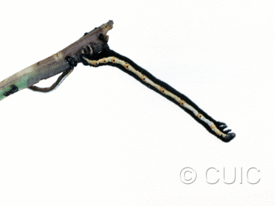 lateral view of larva Neoterpes graefiaria in USA: AZ