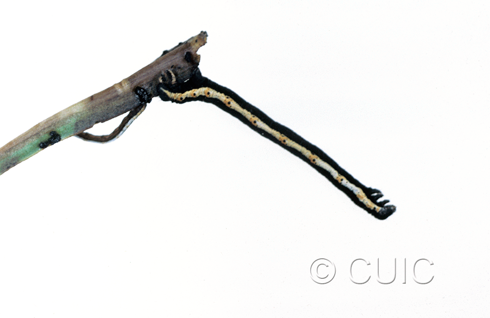 lateral view of larva Neoterpes graefiaria in USA: AZ