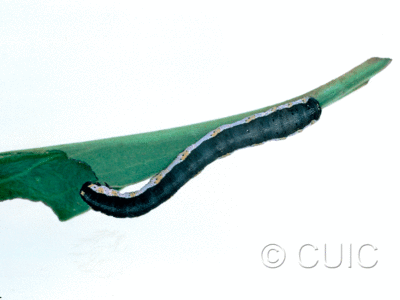 dorsal view of larva Neoterpes graefiaria on Penstemon barbatus in USA: AZ