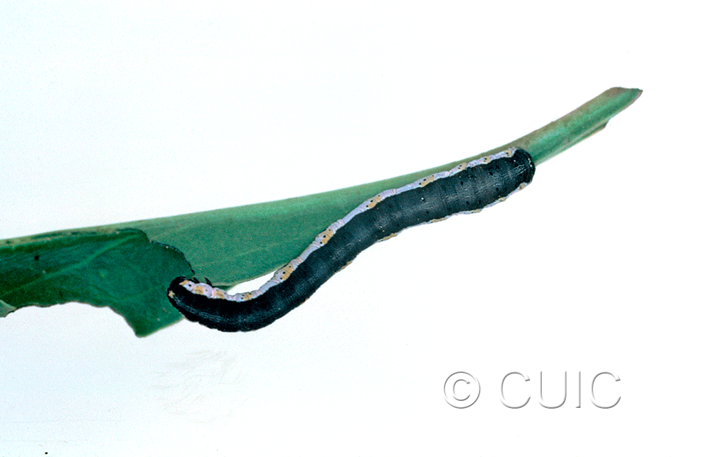 dorsal view of larva Neoterpes graefiaria on Penstemon barbatus in USA: AZ