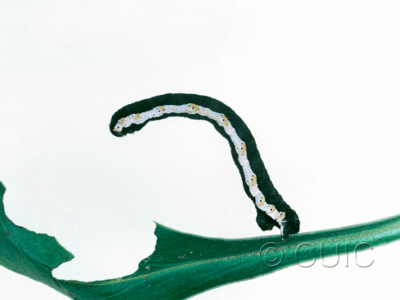 lateral view of larva Neoterpes graefiaria on Penstemon barbatus in USA: AZ