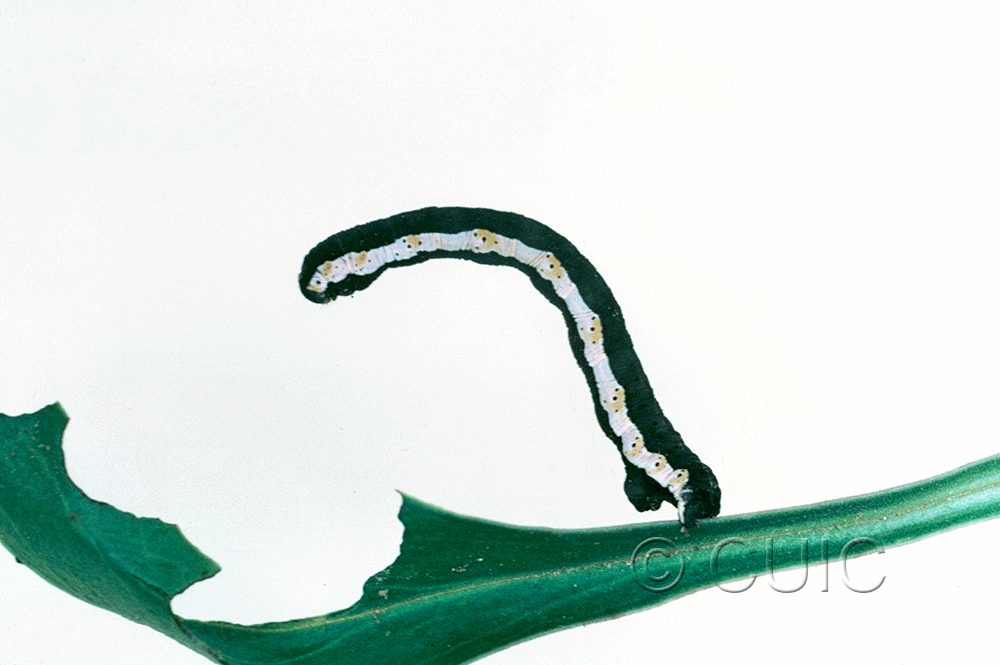 lateral view of larva Neoterpes graefiaria on Penstemon barbatus in USA: AZ