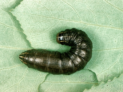 dorsal view of larva Nephelodes minians