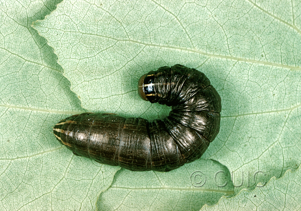 dorsal view of larva Nephelodes minians