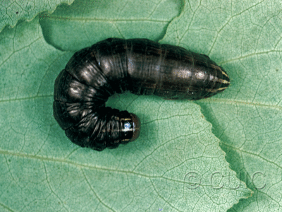 dorsal view of larva Nephelodes minians