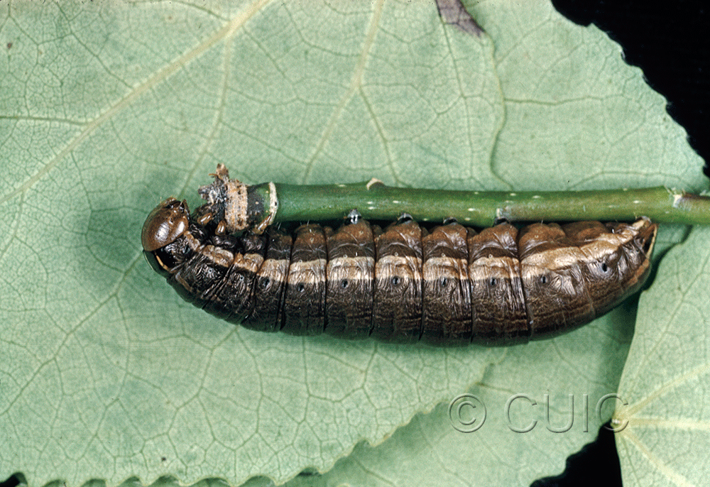 lateral view of larva Nephelodes minians