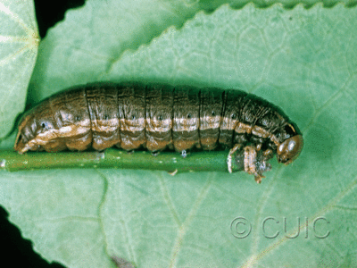 lateral view of larva Nephelodes minians