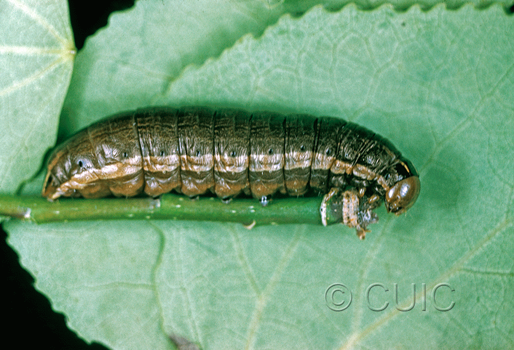 lateral view of larva Nephelodes minians