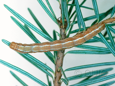 dorsal view of larva Nepytia in USA: AZ