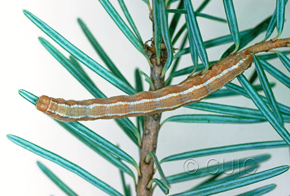 dorsal view of larva Nepytia in USA: AZ
