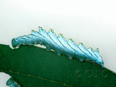 lateral view of larva Nerice bidentata on Ulmus