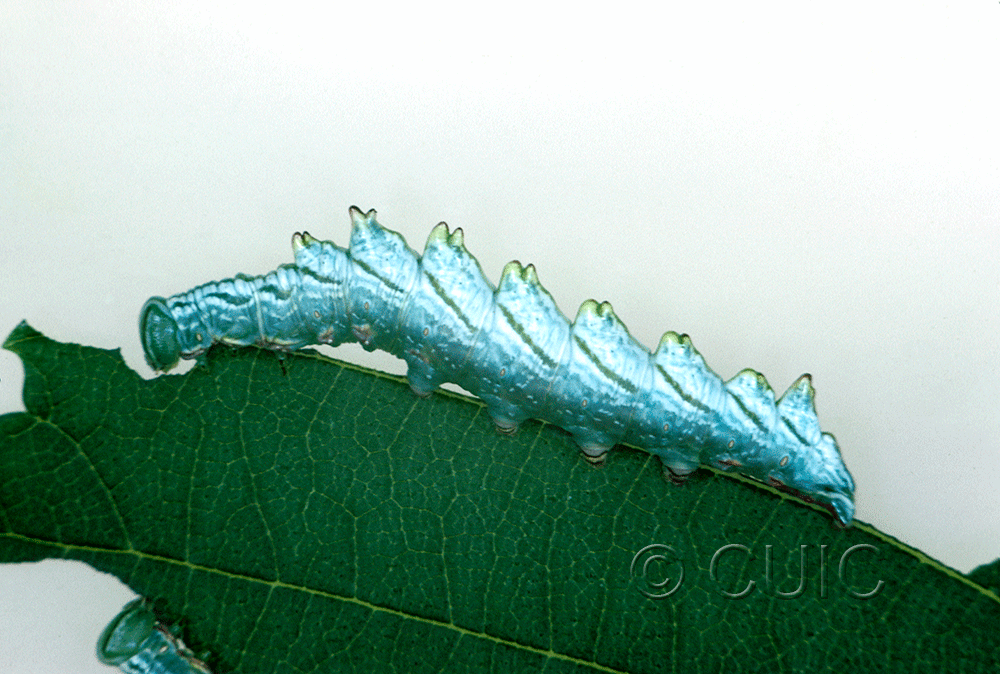 lateral view of larva Nerice bidentata on Ulmus