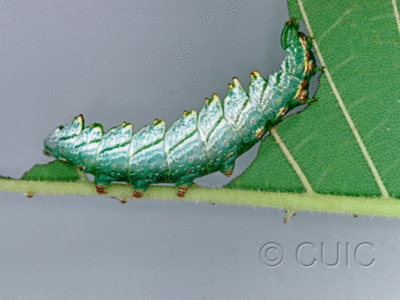 lateral view of larva Nerice bidentata in USA: NY