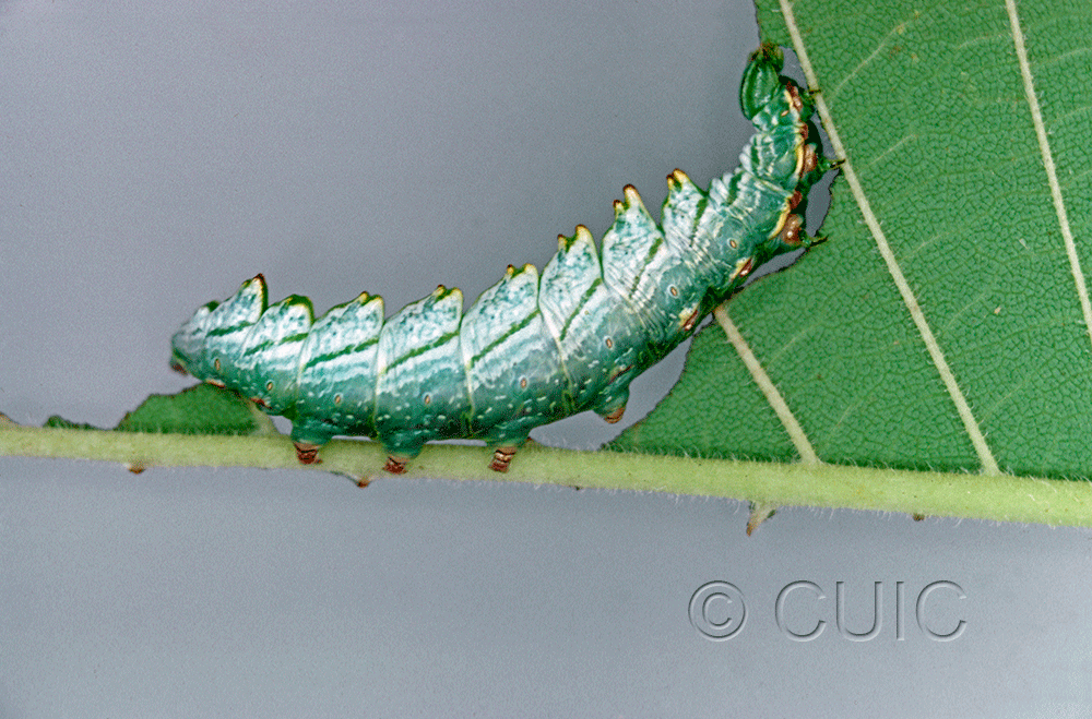 lateral view of larva Nerice bidentata in USA: NY