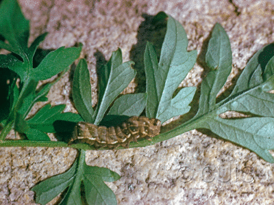 lateral view of larva Neumoegenia poetica on Bidens leptocephala in USA: AZ