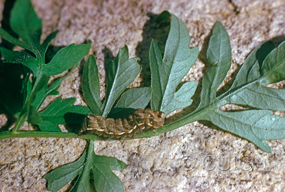 lateral view of larva Neumoegenia poetica on Bidens leptocephala in USA: AZ