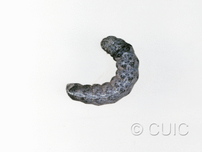 dorsal view of larva Noctuidae