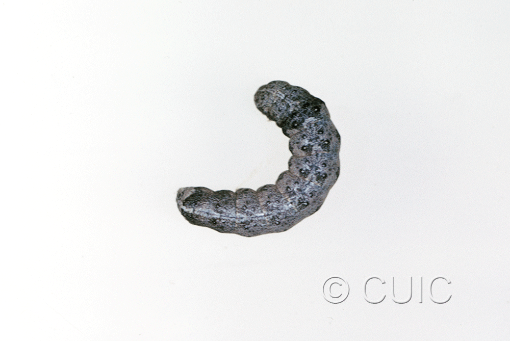 dorsal view of larva Noctuidae
