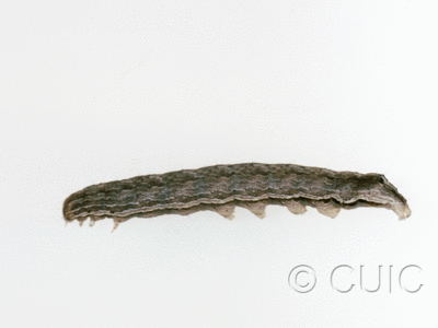 lateral view of larva Noctuidae