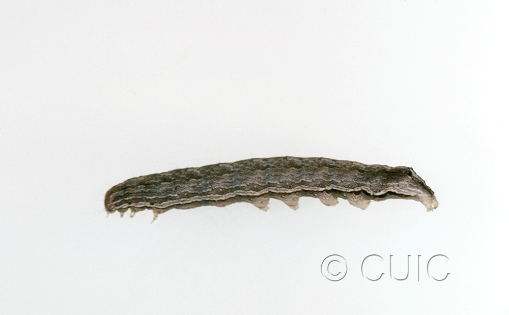 lateral view of larva Noctuidae