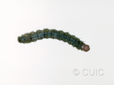 dorsal view of larva Noctuidae