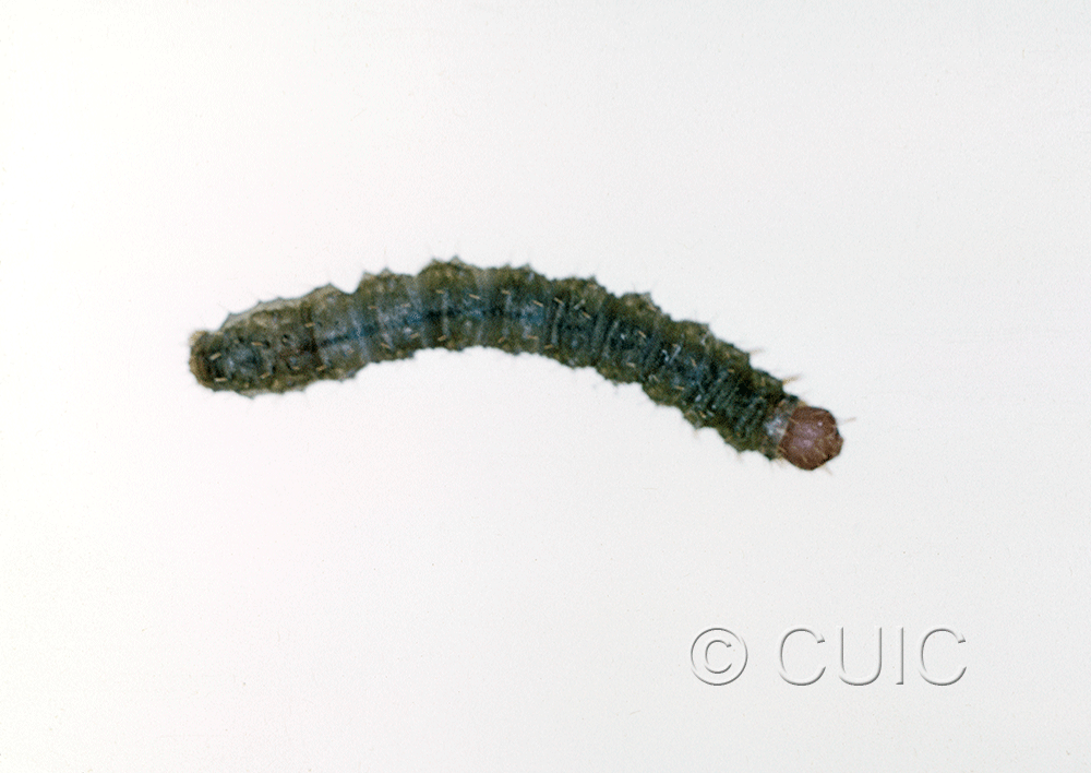 dorsal view of larva Noctuidae