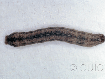 dorsal view of larva Noctuidae