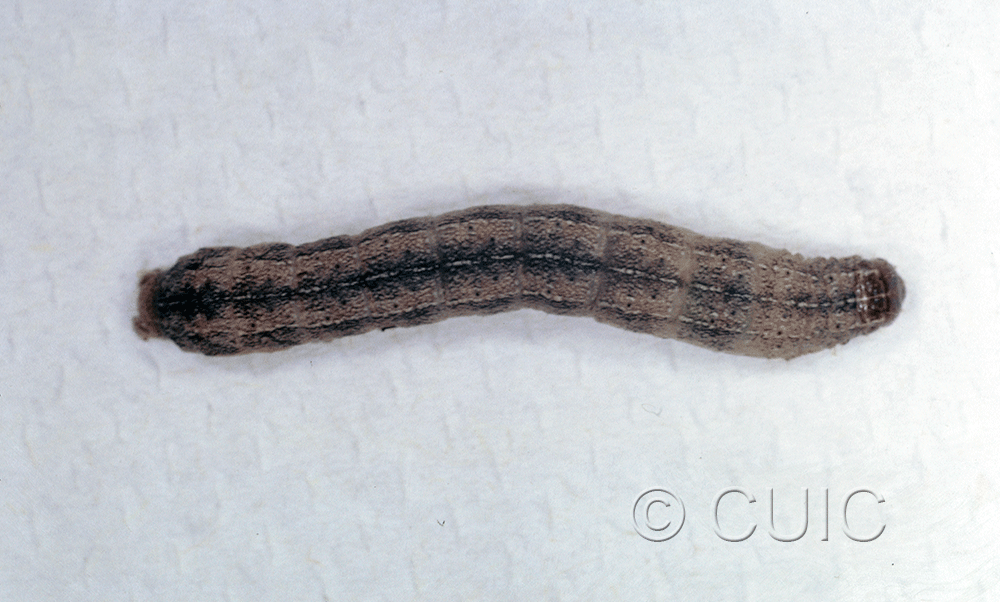 dorsal view of larva Noctuidae